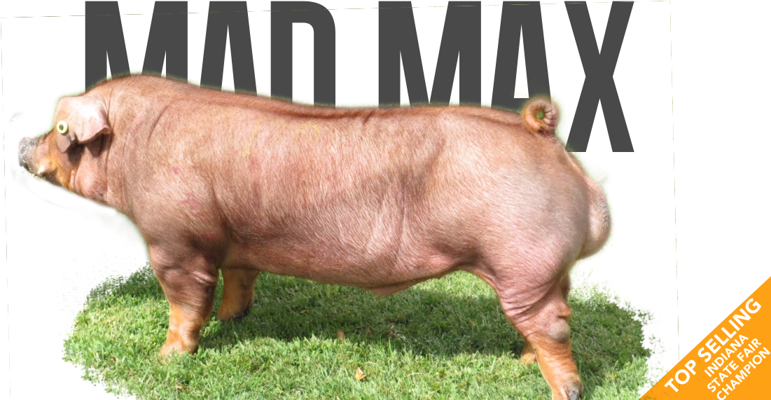 Mad Max - Pre-order - Overrun - Last Call - - Domestic Pig (1131x576), Png Download