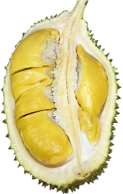 Durian Party - Circle (550x640), Png Download