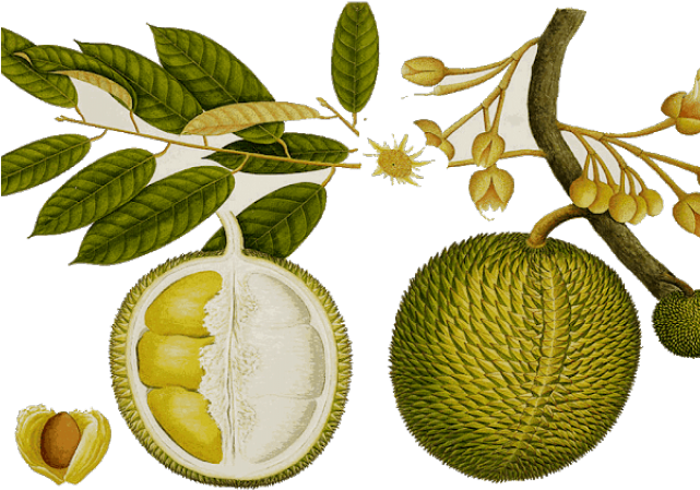 Fruit Clipart Durian - No 64. Exotic Fruit (640x480), Png Download