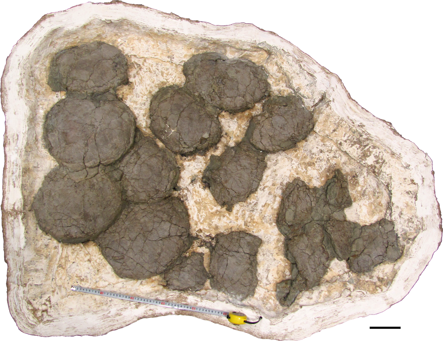 2017 09 03 Hadrosaur Nest Tanaka - Dinosaur Egg (1469x1133), Png Download