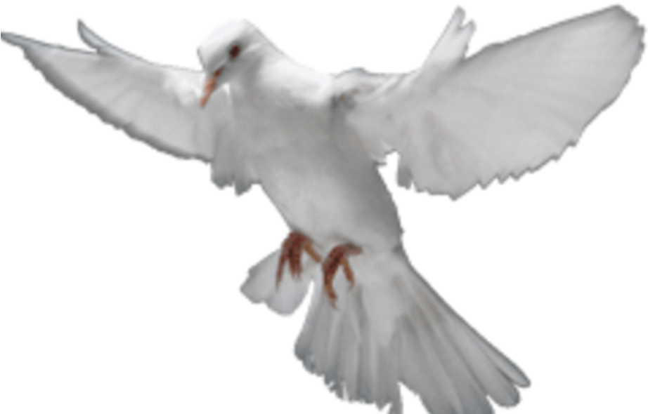 Ted Line Reconnect To Holy Spirit Power Contact Us - Dove Holy Spirit Transparent (921x610), Png Download