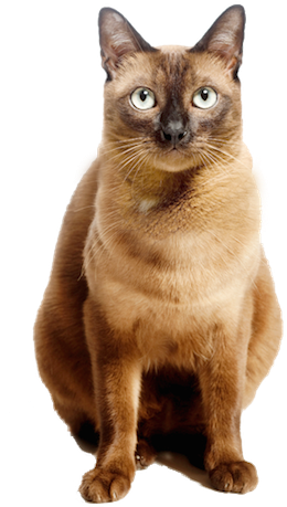 Why Choose A Burmese Cat To Be The Star Of Your Ecard - Cat (279x500), Png Download