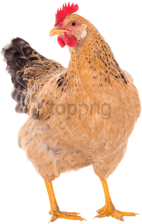 Chicken Free Download Png Images - Chicken Png (400x630), Png Download