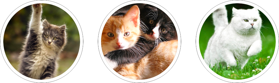 We Think Cats Are Wonderful And Our Name Says It All - Kitten (944x282), Png Download