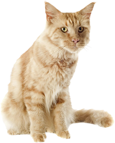 We Care For Cats And Their Families - Senior Cat (398x491), Png Download