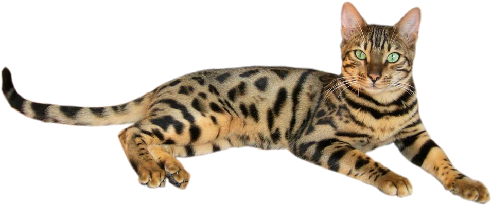 Brown Spotted Tabby Bengal Cat 2 - Cat Picture With Name (968x700), Png Download