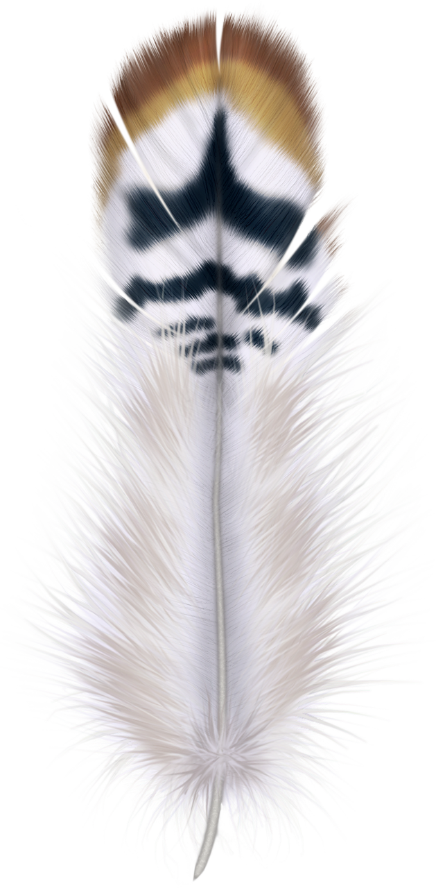Яндекс - Фотки - Feathers Metal Print By Mark Ashkenazi (393x800), Png Download