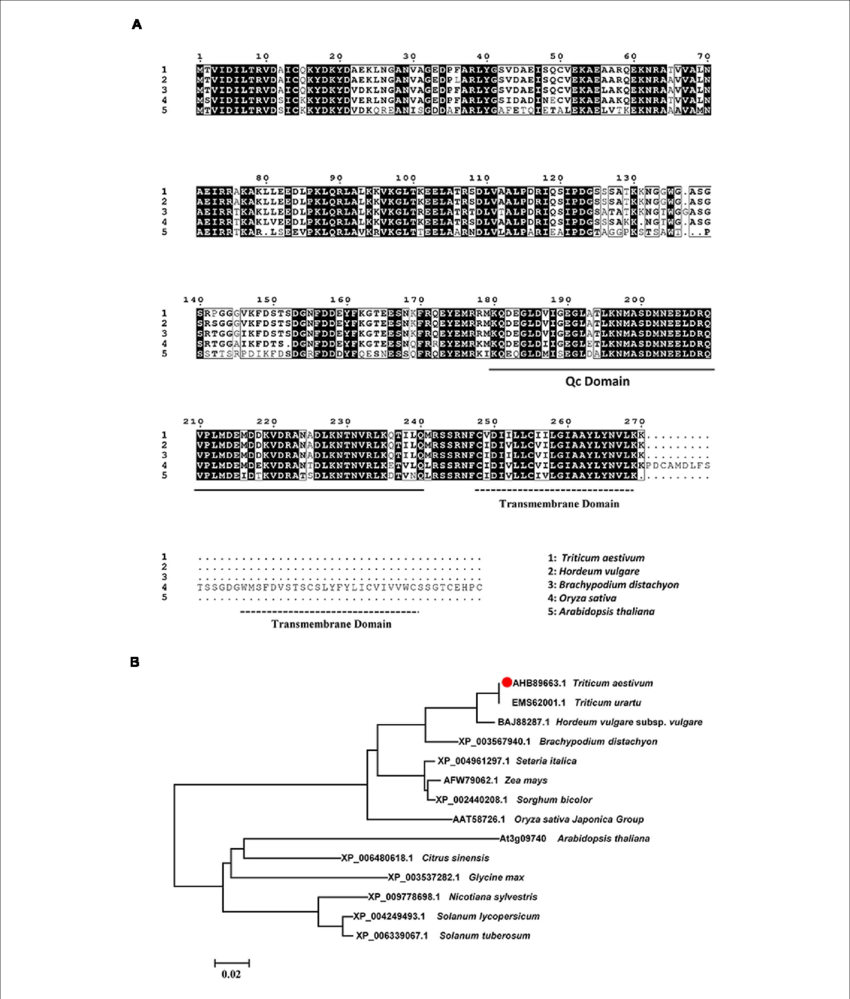 Multiple Sequence Alignment Of Amino Acids (850x999), Png Download
