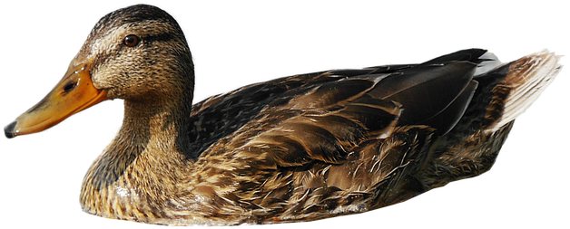 Pato Ave Png (960x641), Png Download