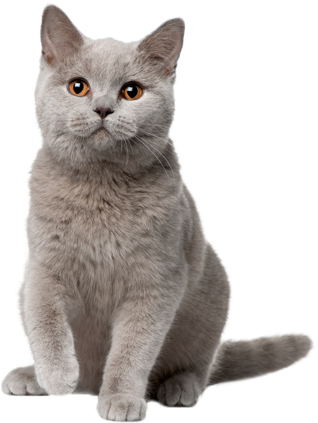 Cat Sitting Png (550x600), Png Download
