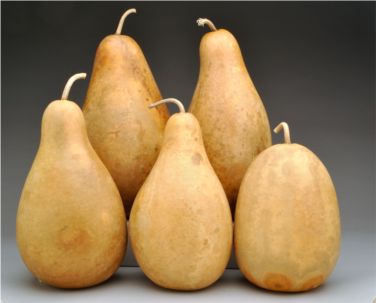 Pre-boxed Clean Tall Body Gourds (1200x600), Png Download