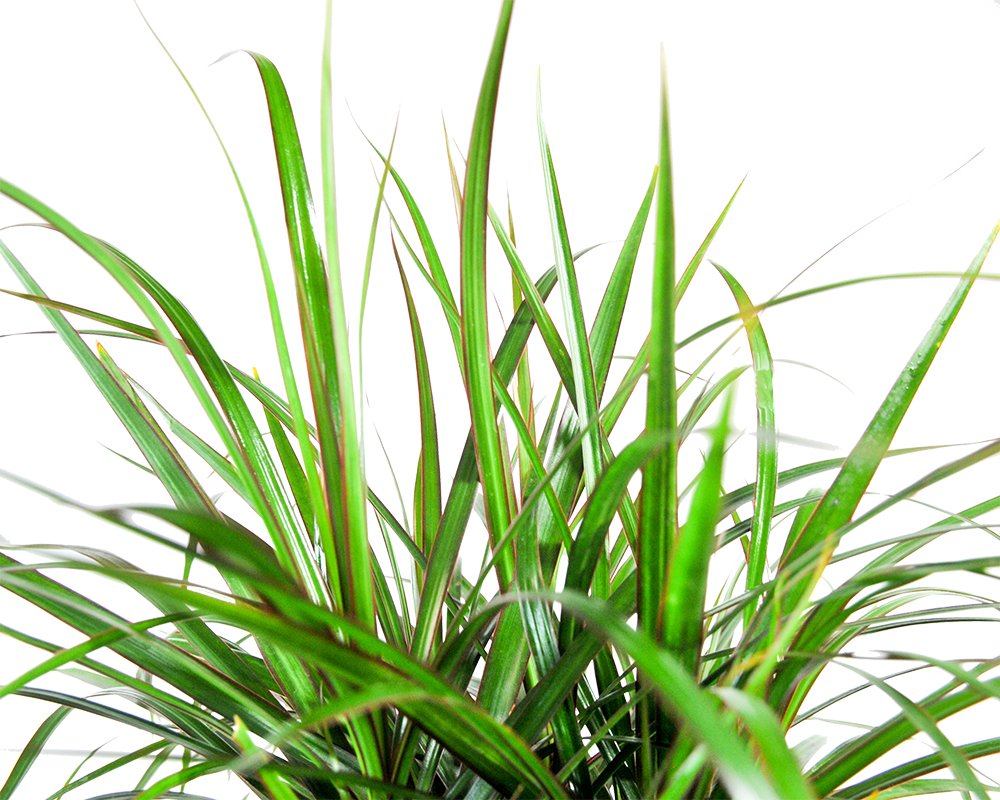 Sites En Plaatjes Gracia Png Transparent Tumblr Plants (1000x800), Png Download