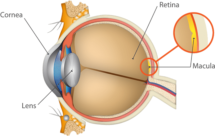 Age-related Macular Degeneration Is An Eye Disease - Pathway Of Light From Eye To Retina (800x529), Png Download