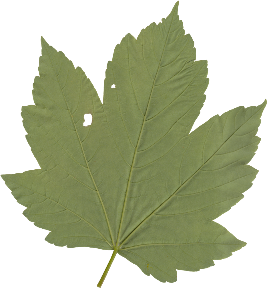 Nature Leaves - Maple Leaf (1101x1140), Png Download