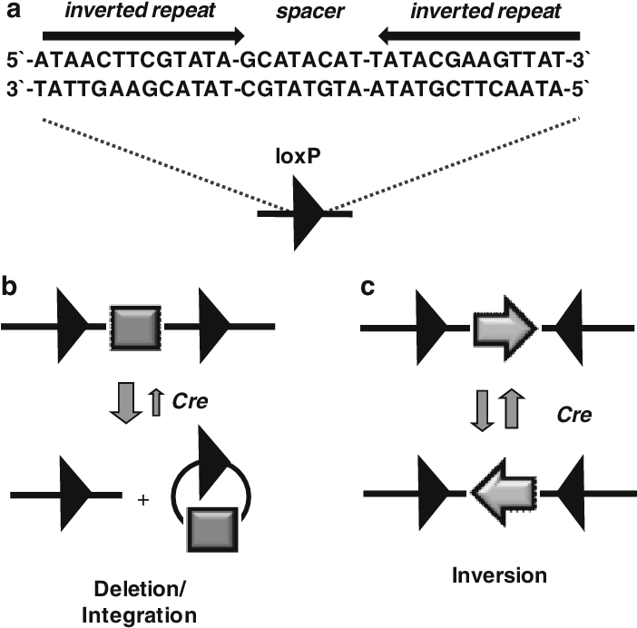 Png Sequence - Cre Loxp Inversion (701x699), Png Download