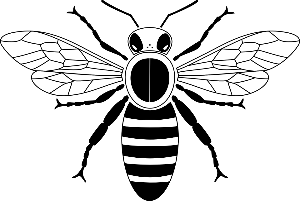 Picture Freeuse Library Clipart Honey Bee - Honey Bee Images Drawing (960x645), Png Download