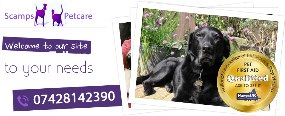 Flat-coated Retriever (960x402), Png Download