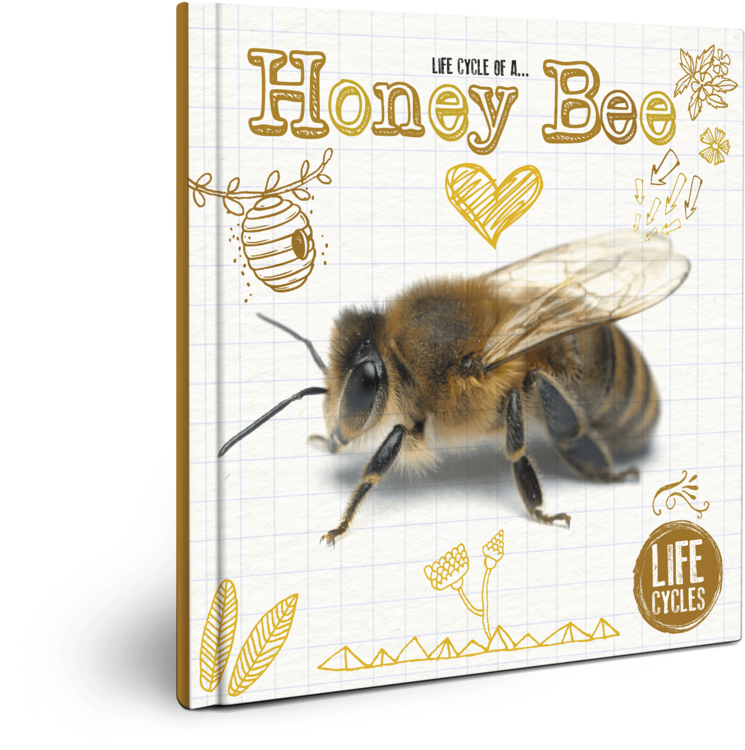 Life Cycle Of A Honey Bee (1024x1024), Png Download