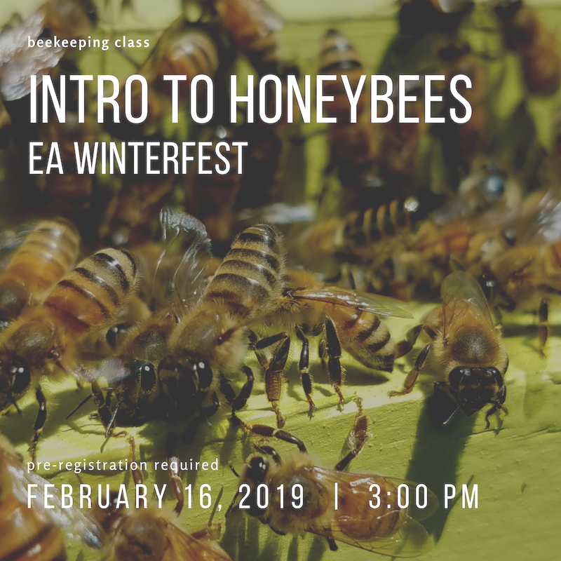 Hornet (800x800), Png Download