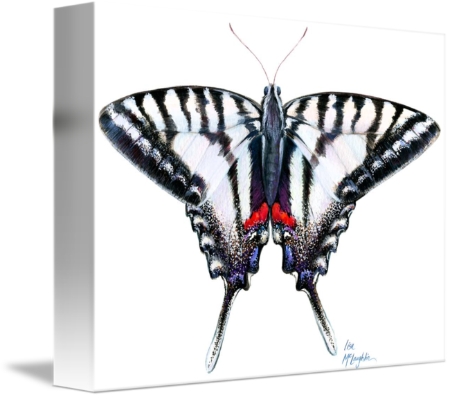 Graphic Transparent Swallowtail At Rest By Lisa Mclaughlin - Papilio Machaon (650x574), Png Download