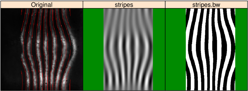 Stripe Quantification On An Eve Image - Zebra (850x364), Png Download