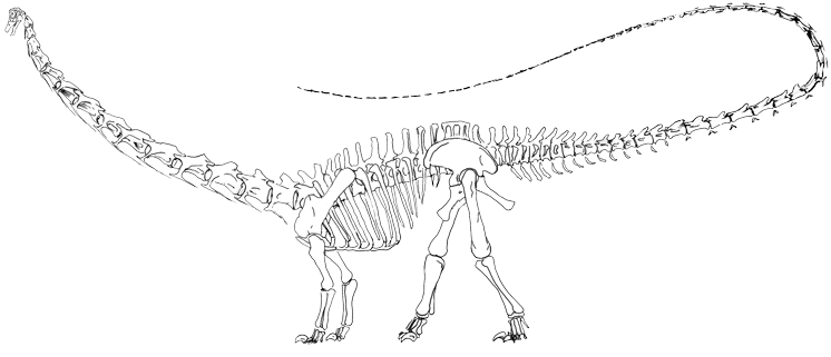 Goliath - Sauropod Dinosaur Skeleton Png (787x335), Png Download
