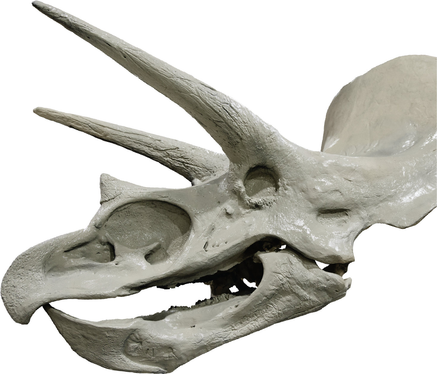 Tricerotops Head - Triceratops (1479x1289), Png Download