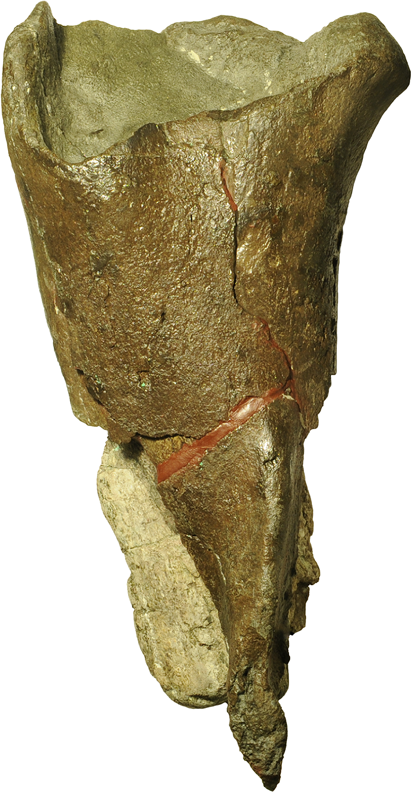 The First Dinosaur Fossil Described From Washington - Dinosaur Fossils Transparent (400x562), Png Download