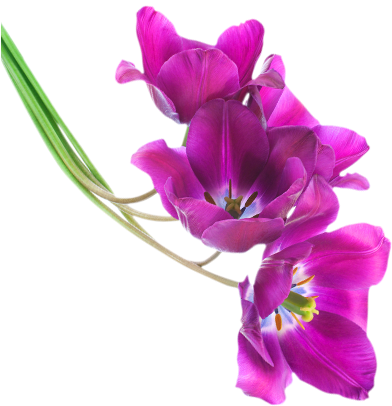 Png Violets Flowers Transparent Violets Flowers - Purple Pink Flowers Png (400x410), Png Download