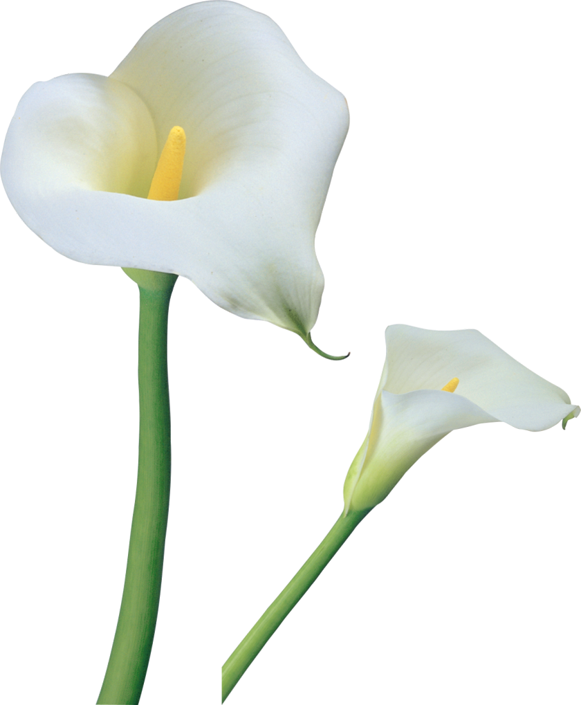 Transparent Calla Lilies Flowers Png Clipart Calla Lily Flower Png Full Size Png Download Seekpng