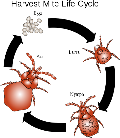 Chiggers Bites, Rash Pictures, Treatment, Eradication - Ear Mites Life Cycle (424x471), Png Download