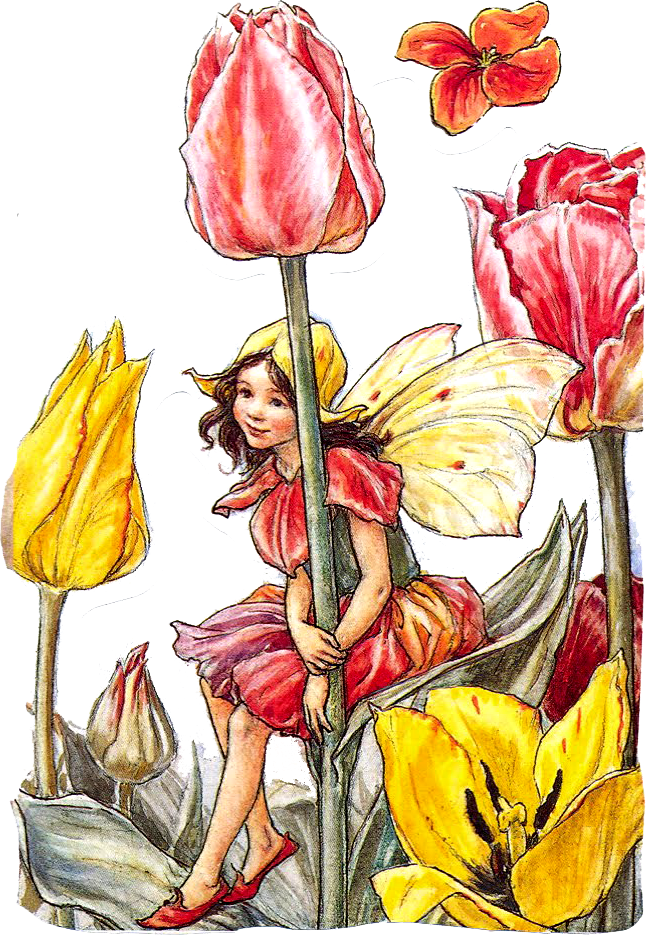 Cicely Mary Barker Tulip Fairy (646x935), Png Download