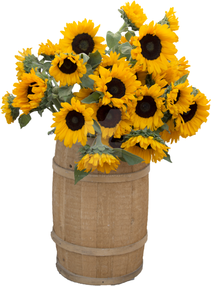 Sunflower Barrel Png Cut Out By Kibblywibbly On Deviantart - Common Sunflower (800x999), Png Download
