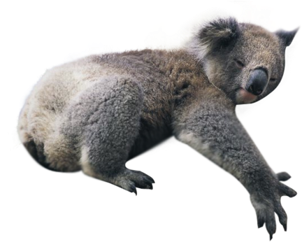 Koala Png (500x360), Png Download