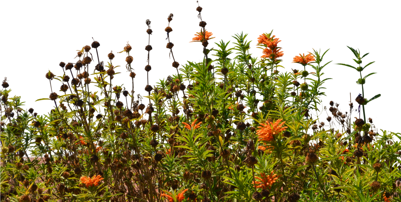 Wild Flowers Png (1600x1060), Png Download