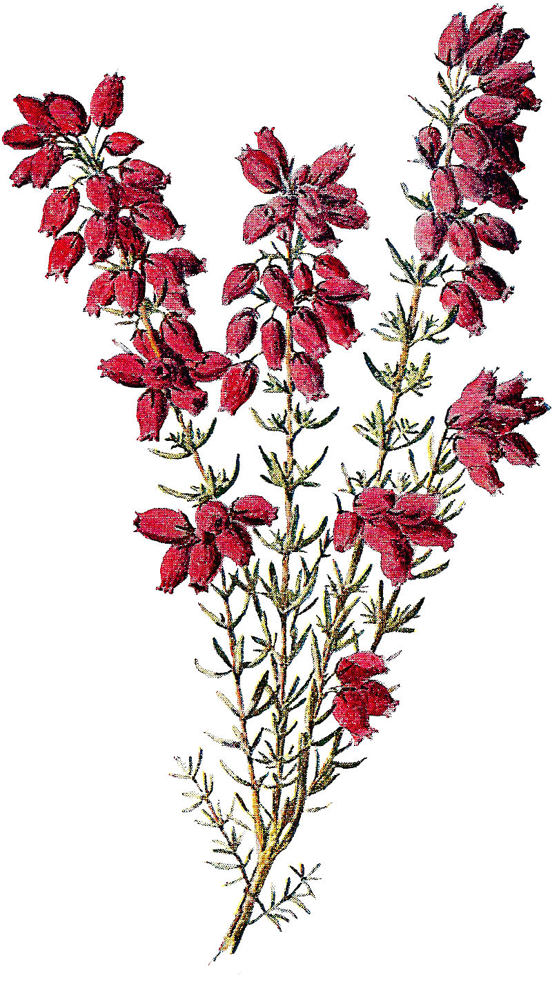 Botanical Wildflower Image Heather Flowers Clip Art - Heather Clipart (997x1582), Png Download