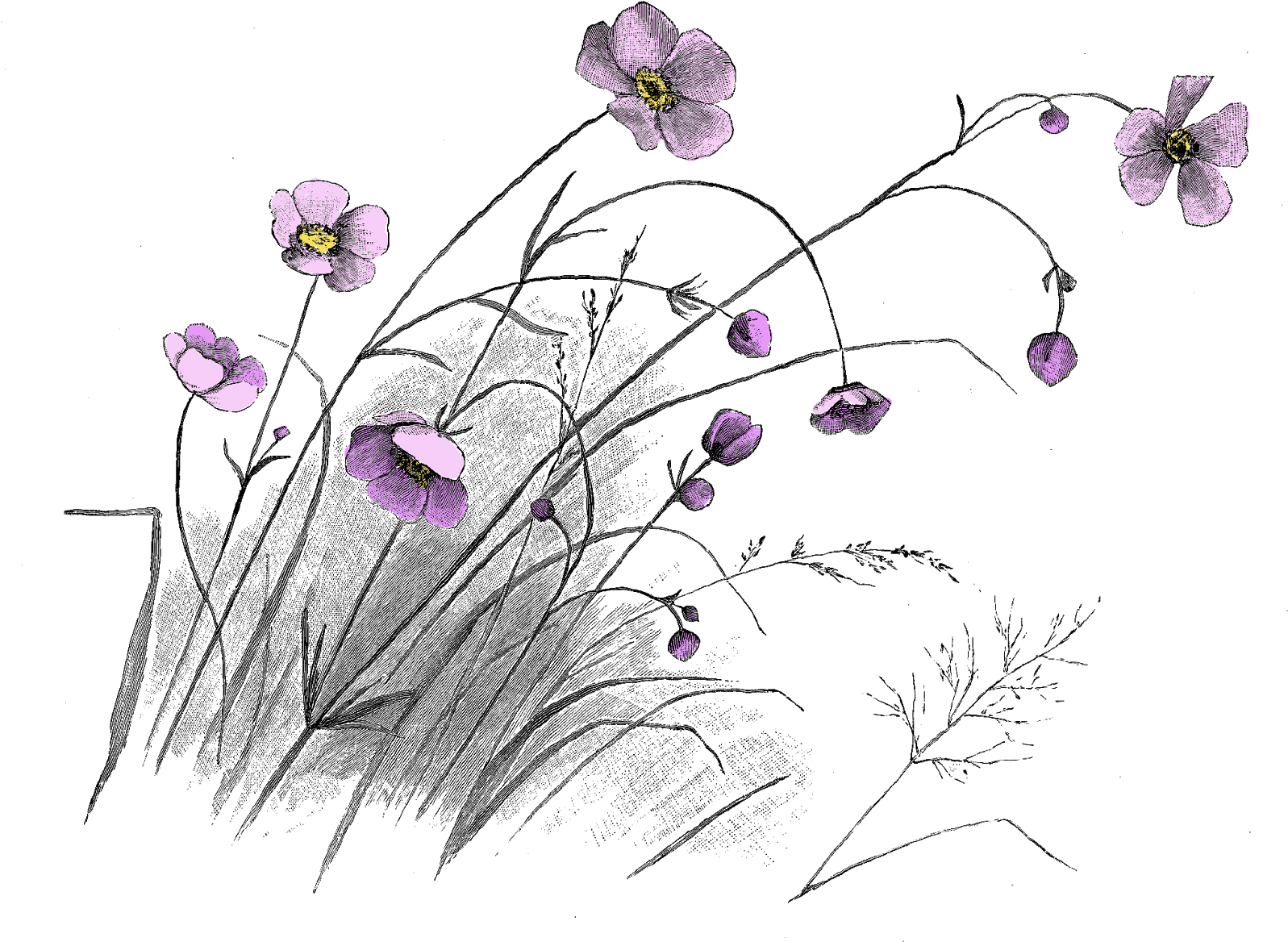 Lavendar Drawing Wildflower - Flowers Black And White (1600x1239), Png Download