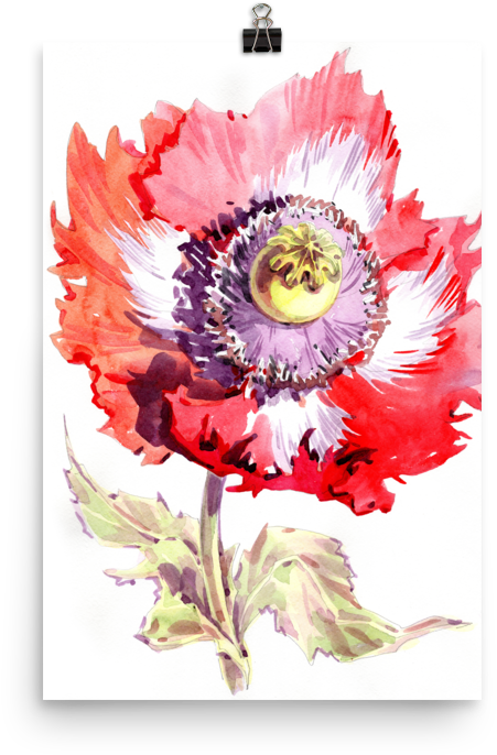 Bright And Floral Poppy Watercolour Matte Poster - Watercolor Painting (1000x1000), Png Download