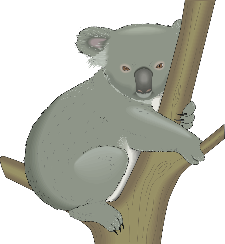 Koala Free Vector (740x800), Png Download