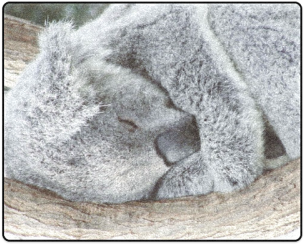 Sleeping Koala Blanket - Sleeping Koala Canvas Print - Small By Mehrfarbeimleben (500x500), Png Download