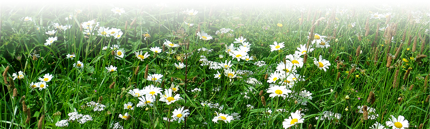 Wildflower Seed Uk - Soil (1400x420), Png Download