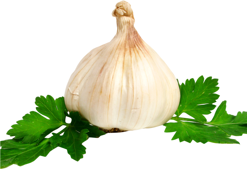 Garlic Png Image - Transparent Garlic (1024x768), Png Download