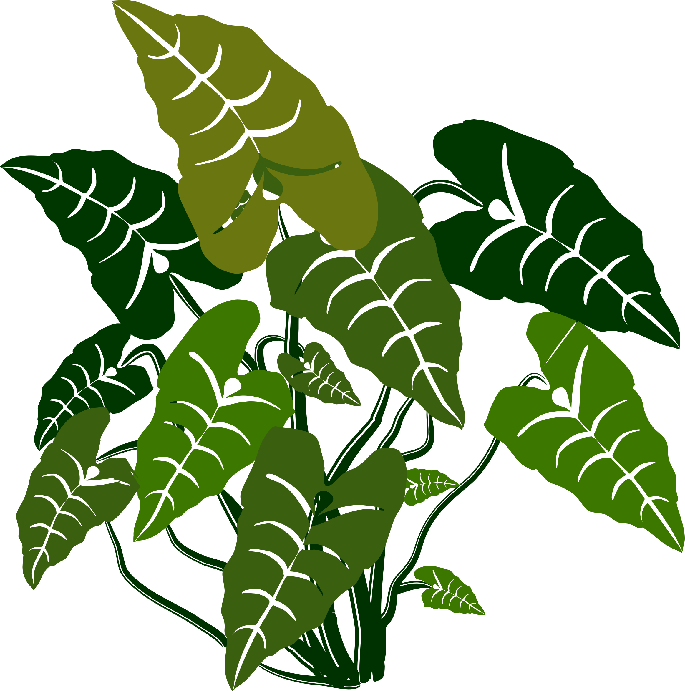 Clipart Transparent Download Big Image Png - Transparent Elephant Ear Plant (2327x2347), Png Download