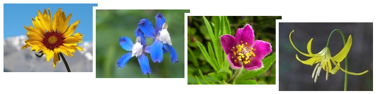 Bog And Bold Wildflowers - Bog (750x200), Png Download