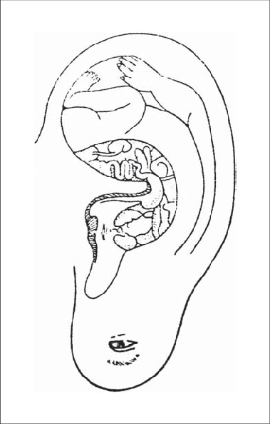 Representation Of Ear Acupoints - Ear (379x594), Png Download
