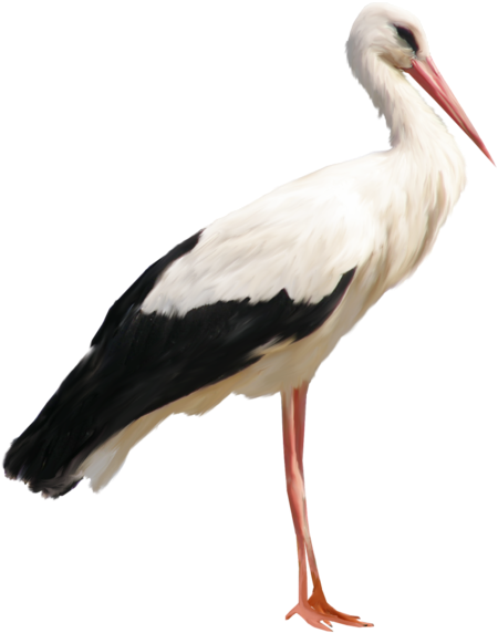 0, - Stork Png (477x600), Png Download