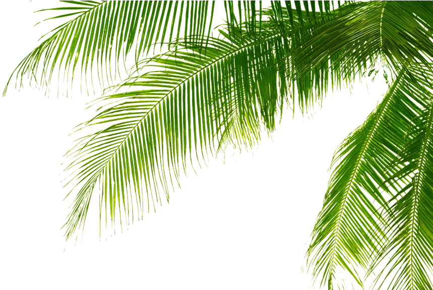 Leaf Palm Tree Png