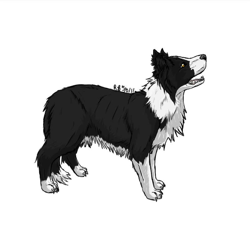 Australian Shepherd Clipart Border Collie - Border Collie Silhouette Png (800x800), Png Download