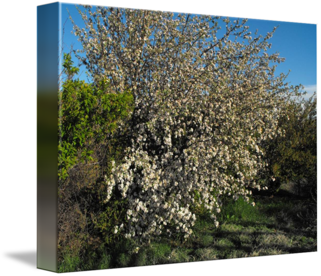 650 X 560 0 - Magnolia (650x560), Png Download