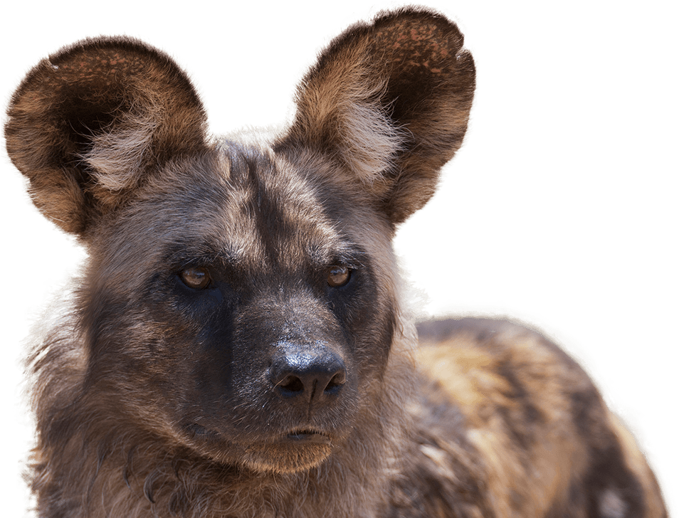 African Painted Dog - Lycaon Pictus (1053x727), Png Download